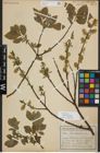 Foto von Salix myrsinifolia Salisb.